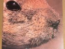 Butthole Surfers ‎– Pepper RARE out of print promo 10