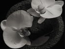 Mike Patton & Jean-Claude Vannier Corpse Flower (Vinyl) 12