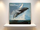 Songs of the Humpback Whale Vinyl LP 1976 Capitol Orange Label Ultrasonic Clean