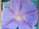 Sheffield Lab LP: Don Randi And Quest- New Baby￼. Preowned Direct Disc LP, Exc