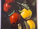 THE WASHINGTON APPLE - FRESH COUNTRY APPLES (original Delicious label)