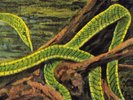 Rainforest Spiritual Enslavement Green Graves (Vinyl)