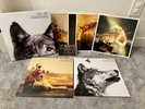 Wolfs Law by The Joy Formidable. Box Set. NM Condition.