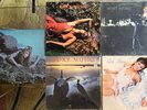 Roxy Music Lot