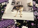Grinderman II LP