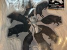 GHOST - RATS  7