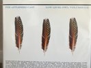 The Appleseed Cast – Low Level Owl: Volumes I + II (Rare 2006 1st Pressing 3-LP)