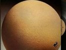Egg - Civil Surface - Preorder - Vinyl Record lp - K4z