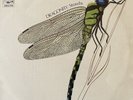 Strawbs - Dragonfly (LP) (1st Pressing) (VG+/VG+)