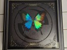 Evanescence 20th Anniversary Super Deluxe Box Vinyl Set
