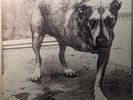 Alice In Chains Self Titled Original 1995 US 2LP Vinyl C2 67248 VG+/NM Complete