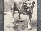 Alice In Chains Self Titled Tripod 2xLP | EU First Press | Ex Cond | 481114 1 |