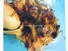MADONNA RAY OF LIGHT MAVERICK W0444T 1x12
