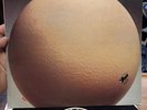 Egg The Civil Surface UK Pressing Nice